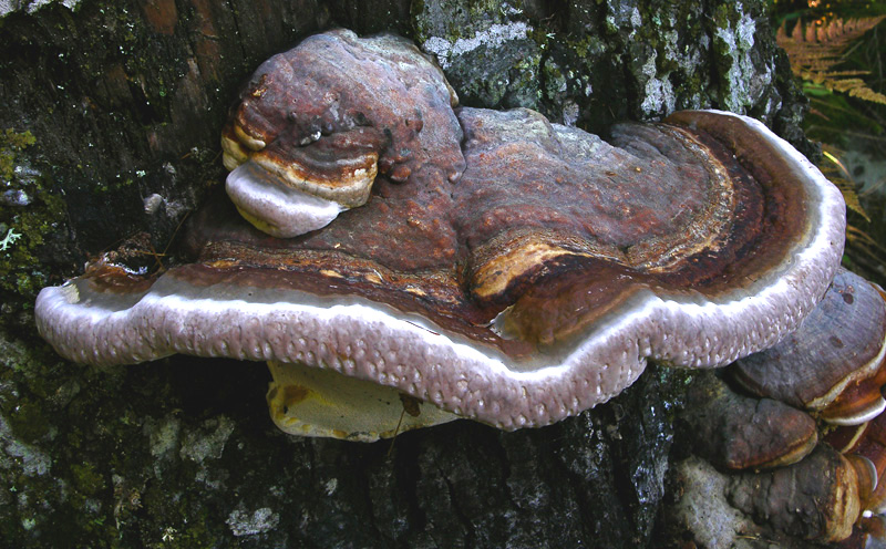 Funghi in primopiano...
